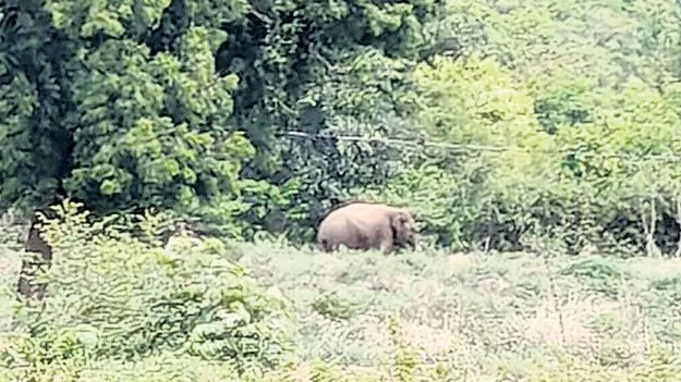 Elephant: పంటలపై ఒంటరి ఏనుగు దాడి