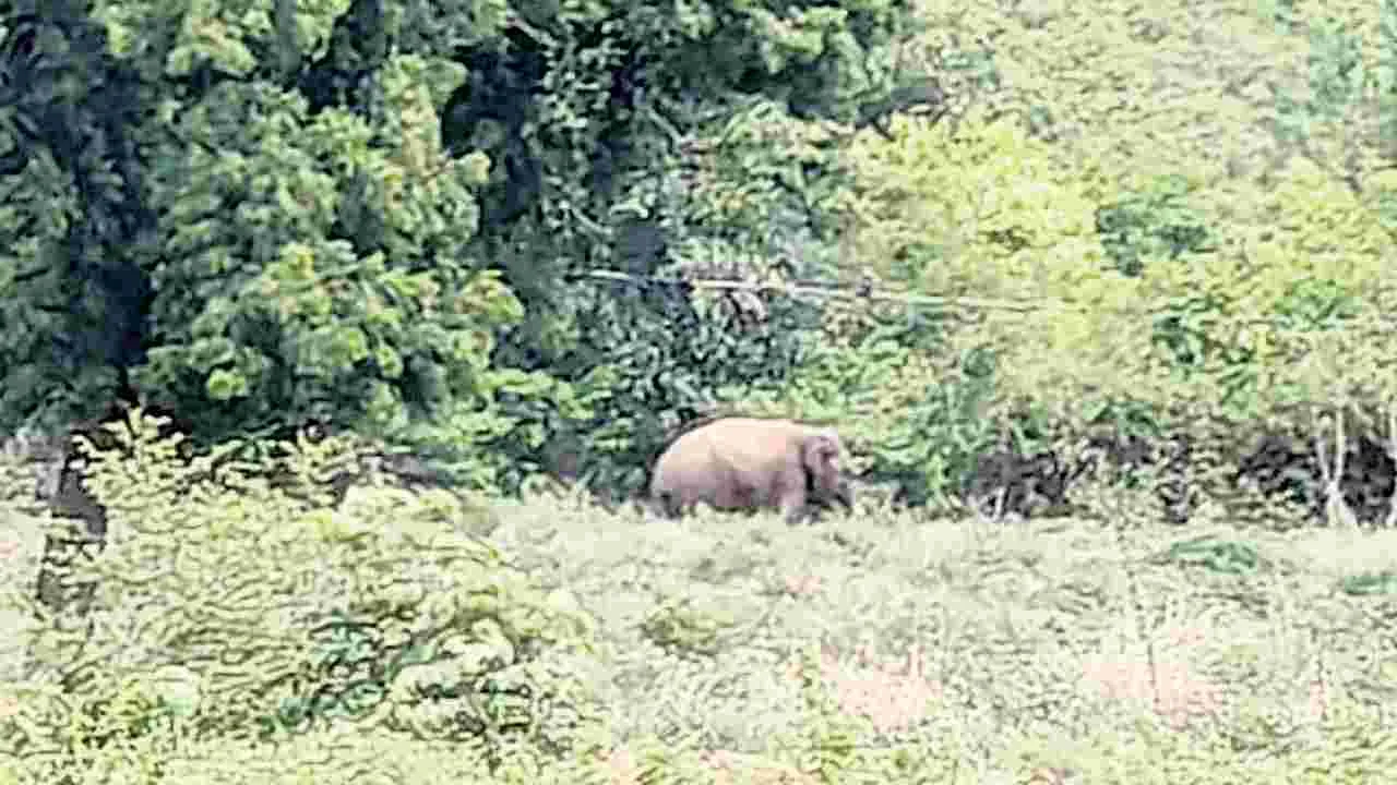 Elephant: పంటలపై ఒంటరి ఏనుగు దాడి