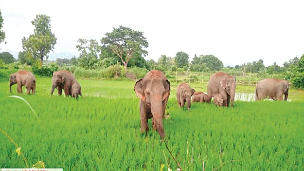 Elephants గంగరేగువలలో గజరాజులు   