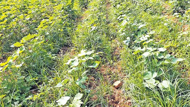 కూలీలు దొరక్క రైతుల అవస్థలు 