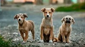 Supreme Court Order on Stray Dogs: ప్రాచీన యుగంలోకి వెళ్లినట్టుంది