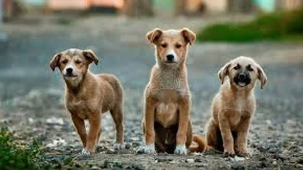 Supreme Court Order on Stray Dogs: ప్రాచీన యుగంలోకి వెళ్లినట్టుంది