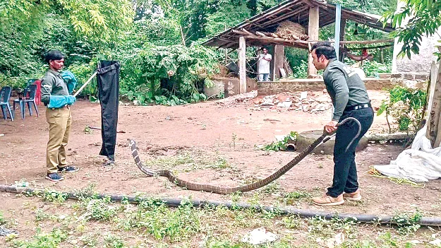 King Cobra   కింగ్‌ కోబ్రా కలకలం