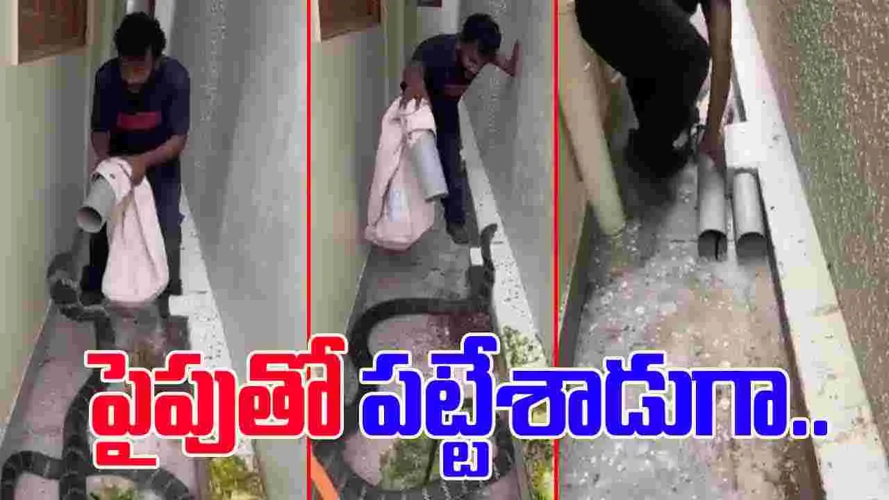 King Cobra Viral Video: 10 అడుగుల కింగ్ కోబ్రాను.. పైపుతో పట్టేశాడుగా.. ఊపిరి బిగపట్టి చూడాల్సిన వీడియో.. 