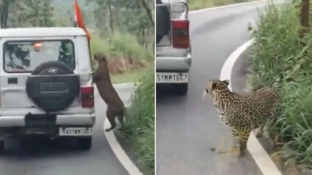 Leopard Attack Video: చిరుతను రెచ్చగొడితే ఇలాగే ఉంటుంది.. ఓ చిన్న కుర్రాడి పరిస్థితి ఏమైందంటే..