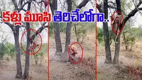 Leopard Viral Video: చిరుత ఎంత చురుకైనదో చూశారా.. చెట్టు పైనుంచి మాంసం పడిపోగానే.. 