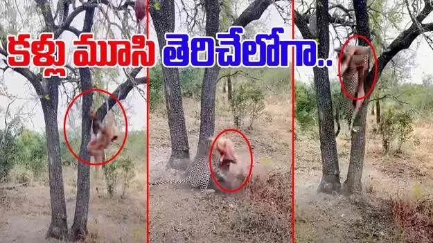 Leopard Viral Video: చిరుత ఎంత చురుకైనదో చూశారా.. చెట్టు పైనుంచి మాంసం పడిపోగానే.. 