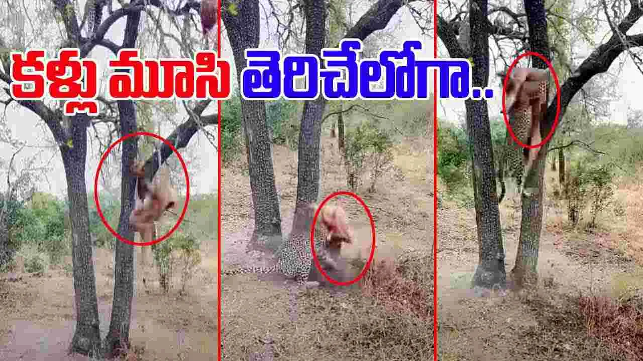 Leopard Viral Video: చిరుత ఎంత చురుకైనదో చూశారా.. చెట్టు పైనుంచి మాంసం పడిపోగానే.. 