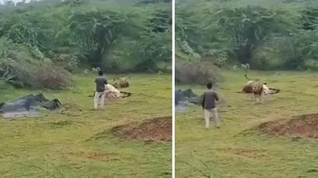 Lion Video: సింహం భోజనం చేస్తున్నప్పుడు డిస్ట్రబ్ చేస్తే ఇలాగే ఉంటుంది.. మృగరాజుకు ఎంత కోపం వచ్చిందంటే..