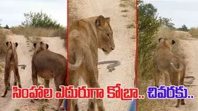 Snake VS Lions: సింహాలకు ఎదురెళ్లిన నాగుపాము.. చివరకు ఏం జరిగిందో చూస్తే.. 