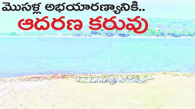 మొసళ్ల అభయారణ్యానికి.. ఆదరణ కరువు