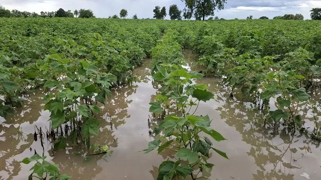  వర్షం మిగిల్చిన నష్టం...