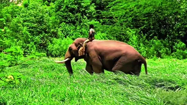 Kumki Elephants: పులిని బంధించేందుకు కుంకీ ఏనుగుల రాక