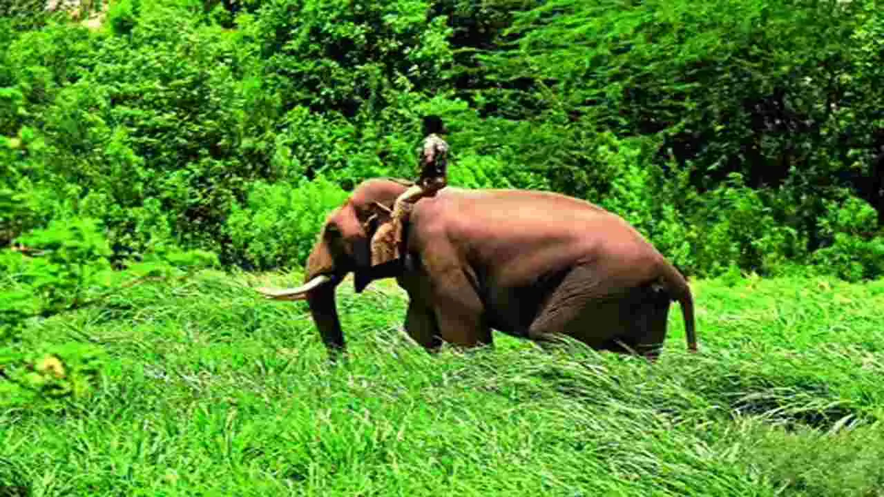 Kumki Elephants: పులిని బంధించేందుకు కుంకీ ఏనుగుల రాక