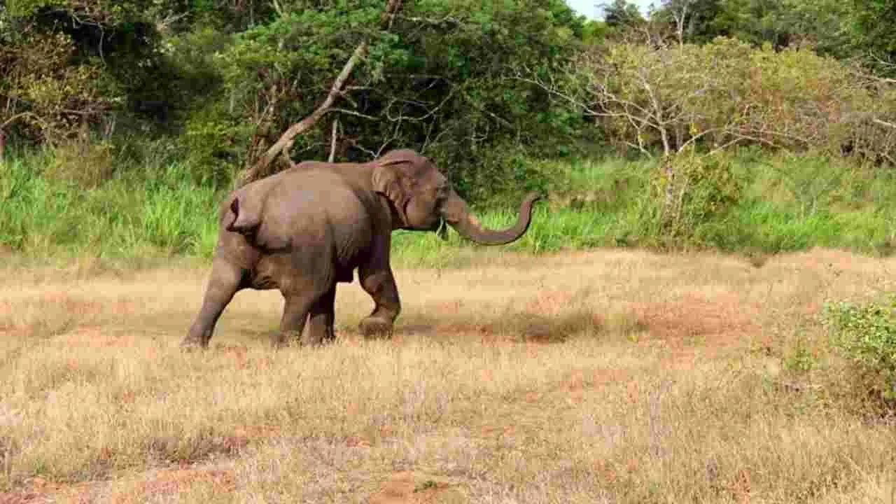 Selfie: ప్రాణ సంకటంగా మారిన సెల్ఫీమోజు..