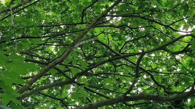 Optical Illusion Test: ఈ చెట్టు మీద రామచిలుకను 9 సెకెన్లలో కనిపెడితే.. మీ కళ్లు పవర్‌ఫుల్ అని ఒప్పుకోవాల్సిందే..