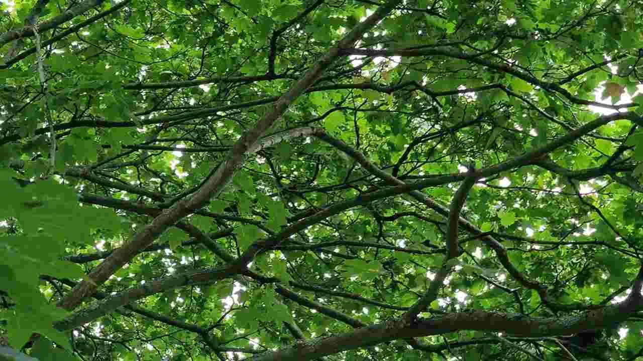 Optical Illusion Test: ఈ చెట్టు మీద రామచిలుకను 9 సెకెన్లలో కనిపెడితే.. మీ కళ్లు పవర్‌ఫుల్ అని ఒప్పుకోవాల్సిందే..