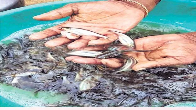 చేప పిల్లల పంపిణీకి లైన్‌ క్లియర్‌