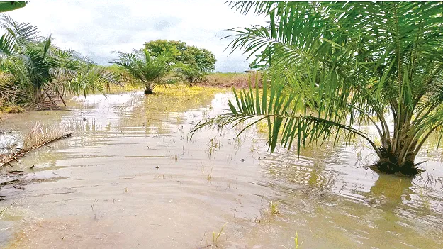 It’s Not a Pond చెరువు కాదండోయ్‌..