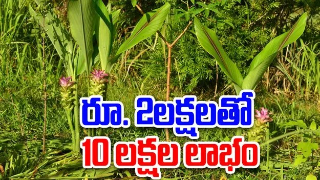Crop Profit: మీ జీవితాన్ని మార్చే పంట.. తక్కువ పెట్టుబడితో లక్షల లాభం.. 