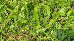 Optical Illusion Test: ఈ గడ్డిలో పురుగు కనబడిందా.. మీ కళ్లకు ఇక తిరుగులేనట్టే..