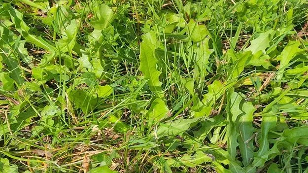 Optical Illusion Test: ఈ గడ్డిలో పురుగు కనబడిందా.. మీ కళ్లకు ఇక తిరుగులేనట్టే..