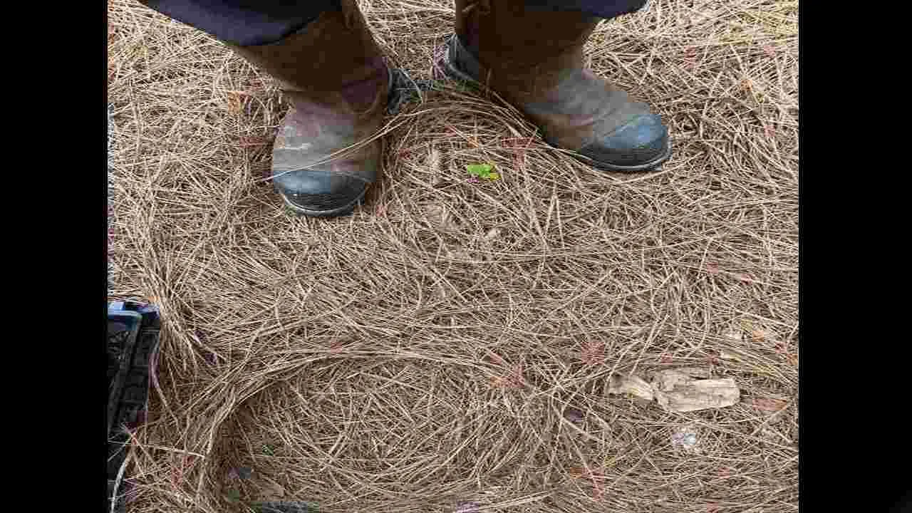 Optical Illusion Test: మీ కళ్లకు పరీక్ష.. ఈ గడ్డిలో పాము ఎక్కడుందో 15 సెకెన్లలో కనిపెట్టండి..