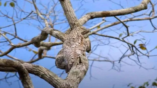 Optical Illusion Test: మీ బ్రెయిన్‌కు, కళ్లకు సూపర్ టెస్ట్.. ఈ చెట్టు మీద పక్షిని 8 సెకెన్లలో కనిపెట్టండి..