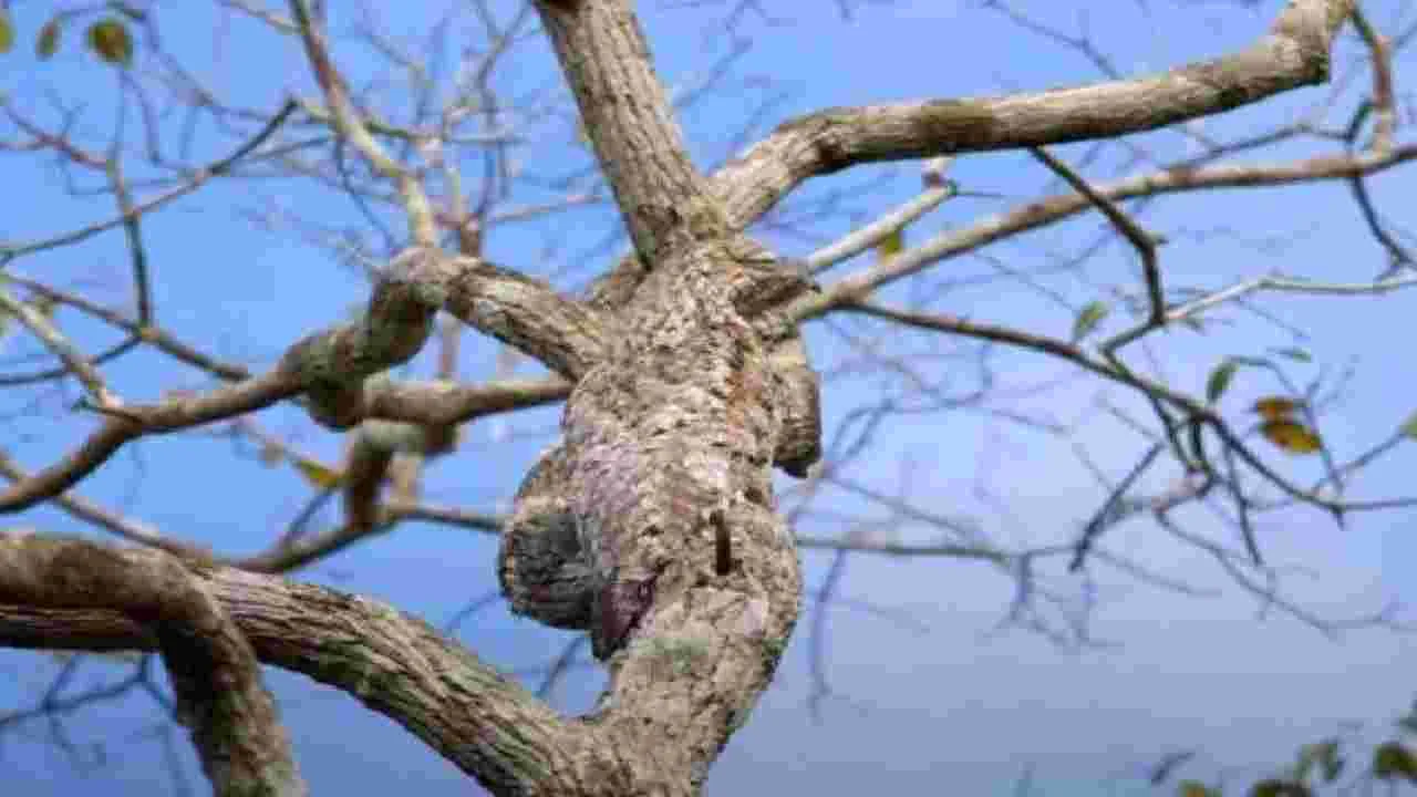 Optical Illusion Test: మీ బ్రెయిన్‌కు, కళ్లకు సూపర్ టెస్ట్.. ఈ చెట్టు మీద పక్షిని 8 సెకెన్లలో కనిపెట్టండి..