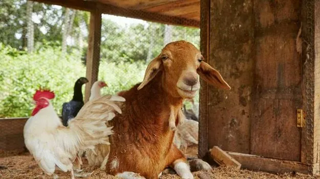 Optical Illusion Test: మీది చురుకైన చూపు అయితే.. ఈ ఫొటోలో పండును 15 సెకెన్లలో కనిపెట్టండి..