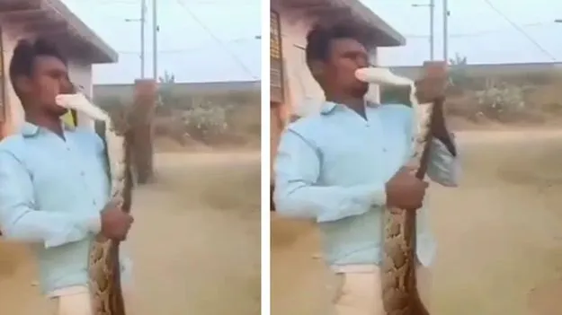 Python Bites A Man: కొండచిలువకు ముద్దు.. చివరకు ఆ వ్యక్తికి ఏం జరిగిందో చూడండి.. 
