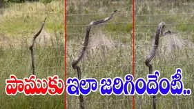Snake Viral Video: కరెంట్ తీగలపై పాము.. చివరకు జరిగింది చూస్తే షాకవ్వాల్సిందే.. 