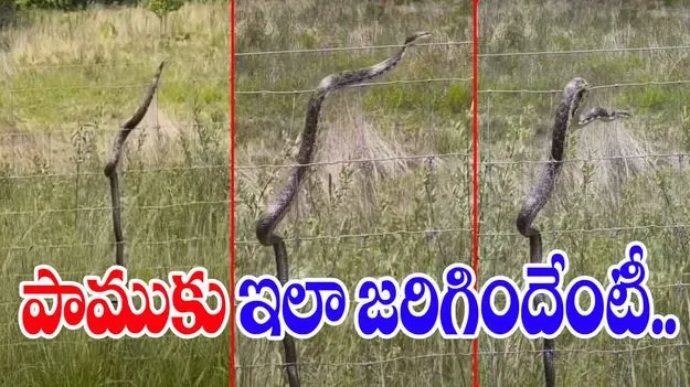 Snake Viral Video: కరెంట్ తీగలపై పాము.. చివరకు జరిగింది చూస్తే షాకవ్వాల్సిందే.. 