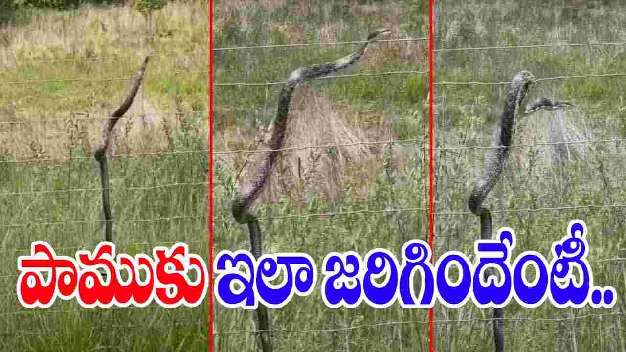 Snake Viral Video: కరెంట్ తీగలపై పాము.. చివరకు జరిగింది చూస్తే షాకవ్వాల్సిందే.. 