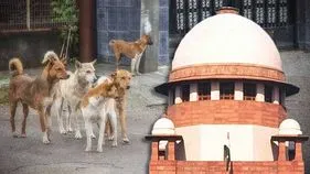 Delhi-NCR Stray-dogs: వీధి కుక్కల అంశం విస్తృత ధర్మాసనానికి బదిలీ