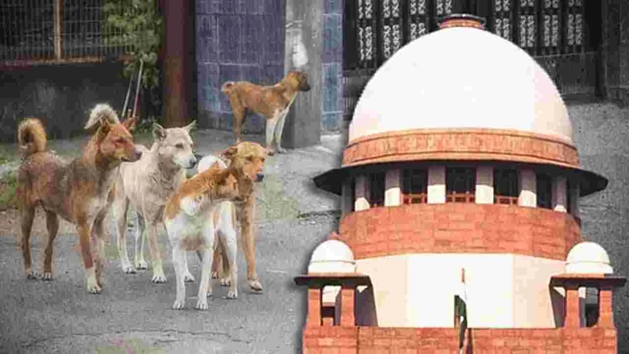 Delhi-NCR Stray-dogs: వీధి కుక్కల అంశం విస్తృత ధర్మాసనానికి బదిలీ