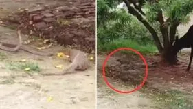 Snake Mongoose Fight: ఎంత పెద్ద పామైనా ముంగిస ముందు బలాదూర్.. థ్రిల్లింగ్ ఫైట్‌లో ఏం జరిగిందో చూడండి.. 