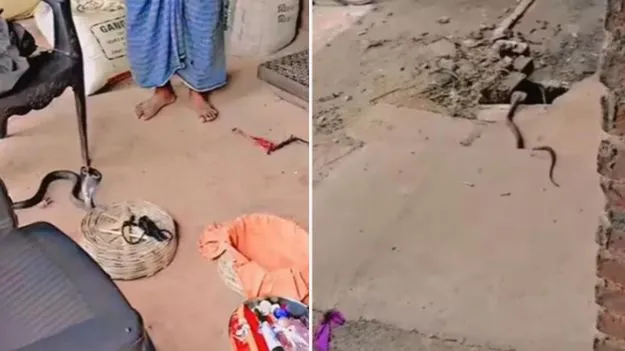 Cobra Funny video: ఫ్లూట్ శబ్దం విని పెట్టె నుంచి బయటకు వచ్చిన పాము.. తర్వాతేం చేసిందో చూస్తే నవ్వాపుకోలేరు.. 