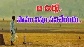 OMG Viral: ఆ గ్రామంలో పాము కుట్టినా ఏమీ కాదు. 700 ఏళ్లుగా ఎవరూ చనిపోలేదు.. కారణమిదే..