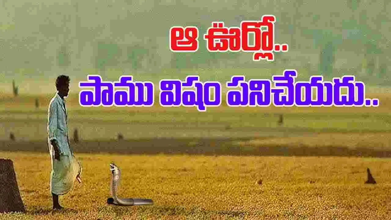 OMG Viral: ఆ గ్రామంలో పాము కుట్టినా ఏమీ కాదు. 700 ఏళ్లుగా ఎవరూ చనిపోలేదు.. కారణమిదే..