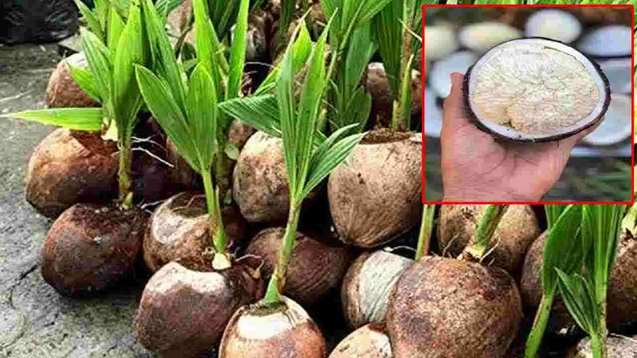 Health Tips: మొలకెత్తిన కొబ్బరి తినడం వల్ల ఏమవుతుందో తెలుసా.. 