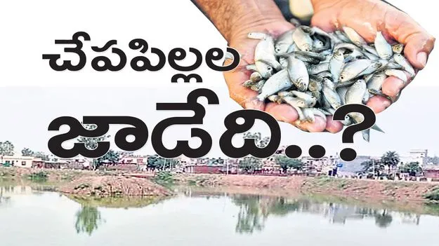 చేపపిల్లల జాడేది?