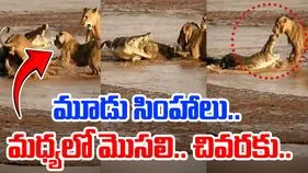 Crocodile VS Lions: మూడు సింహాల మధ్యలో మొసలి.. చంపాలని చూడగా చివరకు షాకింగ్ ట్విస్ట్.. 