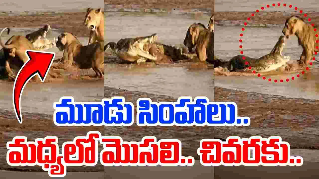Crocodile VS Lions: మూడు సింహాల మధ్యలో మొసలి.. చంపాలని చూడగా చివరకు షాకింగ్ ట్విస్ట్.. 