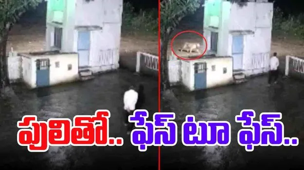 Tiger Funny Video: పులితో ఫేస్ టూ ఫేస్.. చివరకు జరిగింది చూస్తే నవ్వు ఆపుకోలేరు..