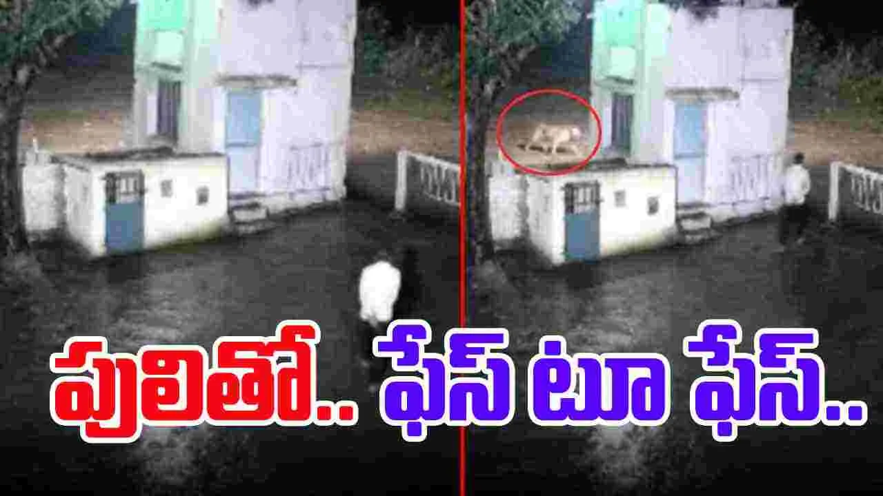 Tiger Funny Video: పులితో ఫేస్ టూ ఫేస్.. చివరకు జరిగింది చూస్తే నవ్వు ఆపుకోలేరు..
