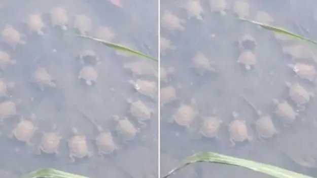 Turtles Meeting: తాబేళ్ల రౌండ్ టేబుల్ సమావేశం.. ఈ వీడియోను కోటి మందికి పైగా ఎందుకు వీక్షించారంటే.. 