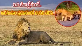 Lion Attack Viral Video: ఆడ సింహంపై హైనాల దాడి.. భగ్గుమన్న మగ సింహం.. చివరకు..