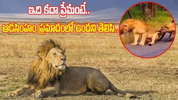 Lion Attack Viral Video: ఆడ సింహంపై హైనాల దాడి.. భగ్గుమన్న మగ సింహం.. చివరకు..