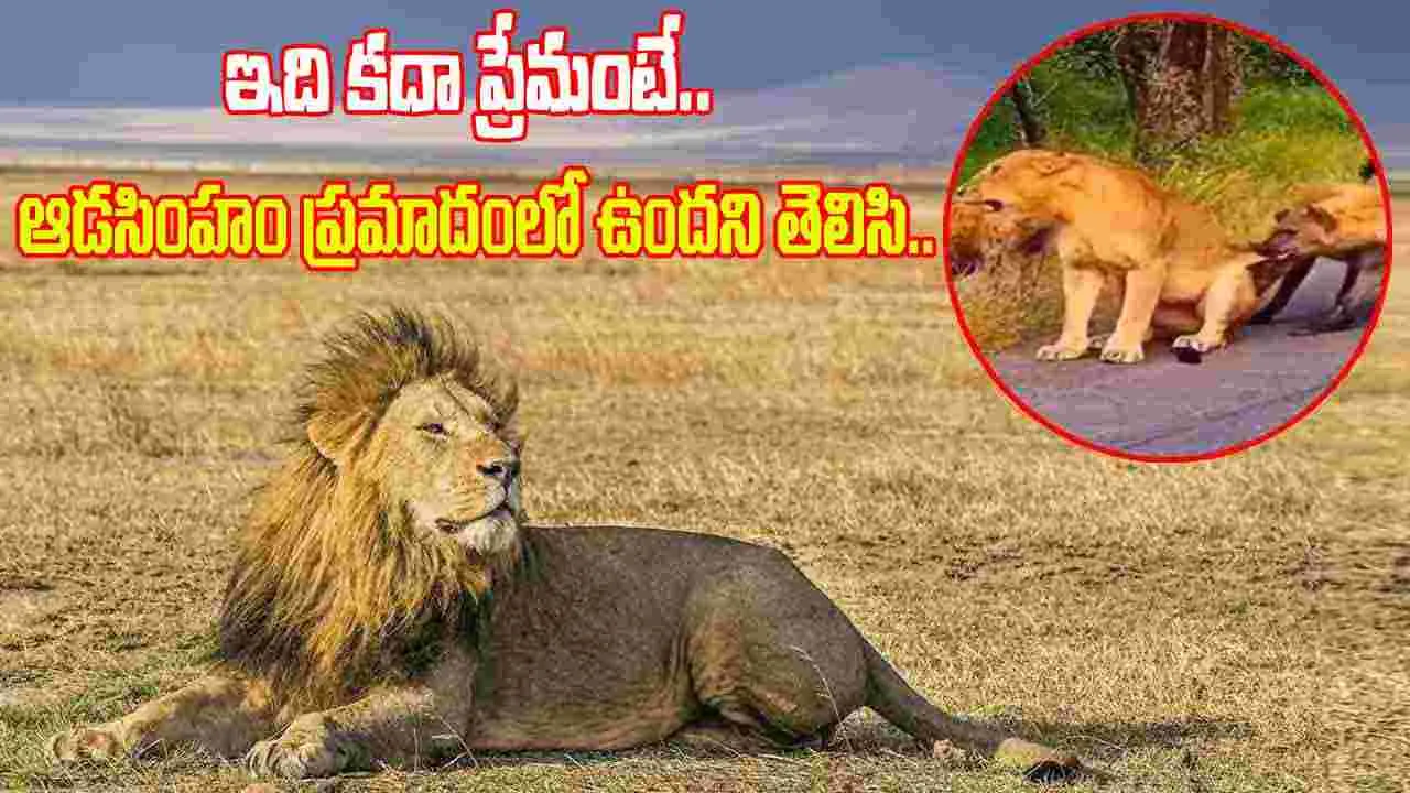 Lion Attack Viral Video: ఆడ సింహంపై హైనాల దాడి.. భగ్గుమన్న మగ సింహం.. చివరకు..